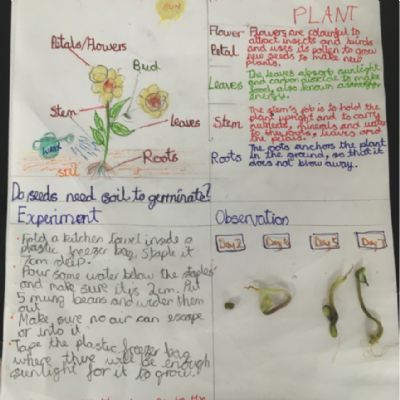 plants 6